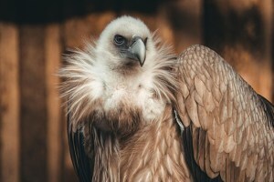 Himalayan vulture loksatta news