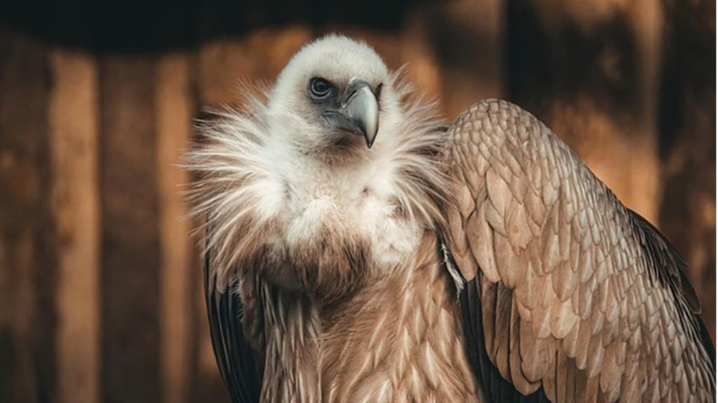 Himalayan vulture loksatta news