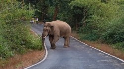 बेळगांव खानापूरमध्ये हत्ती पकड मोहीम, तर महाराष्ट्रात दोडामार्ग-चंदगड तालुक्यात हत्तींचा धुमाकूळ