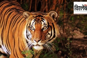 Maharashtra tiger deaths