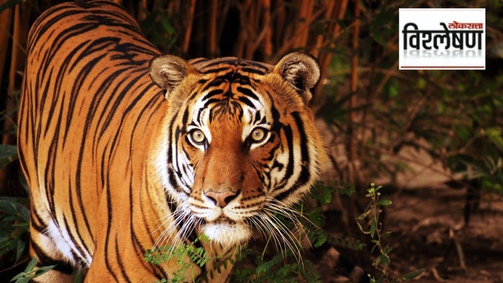 Maharashtra tiger deaths