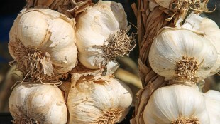 garlic price marathi news