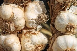 garlic price marathi news