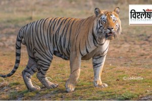 tiger deaths latest news in marathi