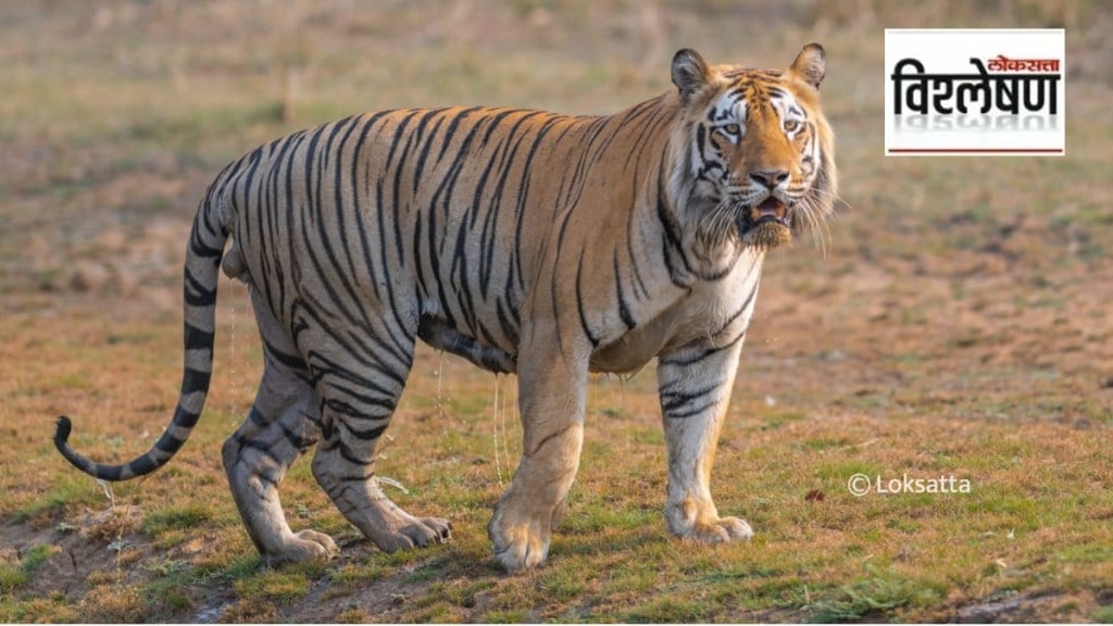 tiger deaths latest news in marathi