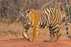 tiger ran away from farmer