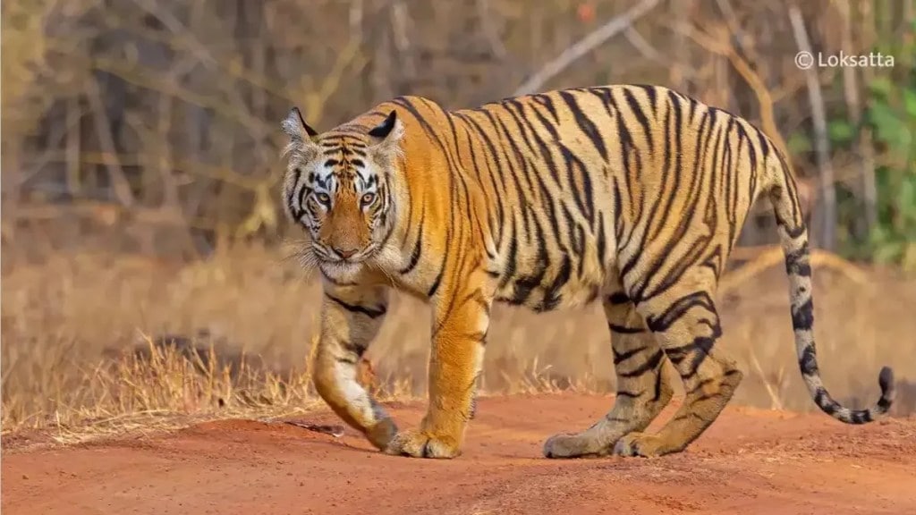 tiger ran away from farmer