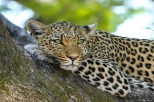 leopard death deolali camp loksatta news