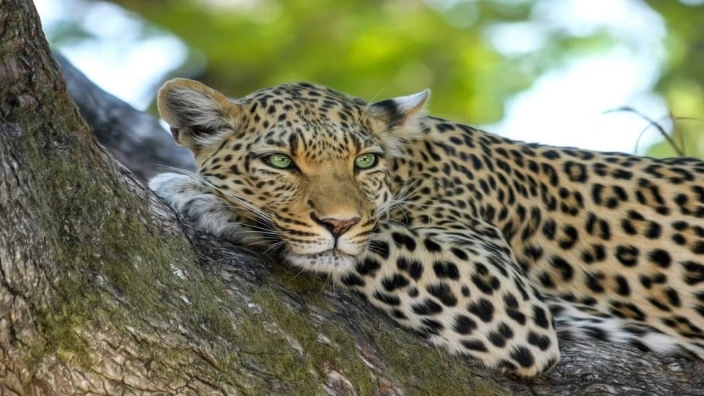 leopard death deolali camp loksatta news