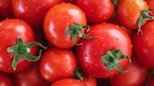 pune tomato prices fall