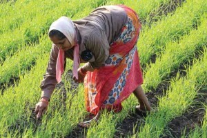 loksatta editorial on crop insurance scam