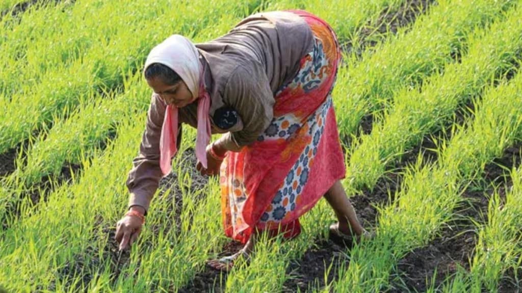 loksatta editorial on crop insurance scam