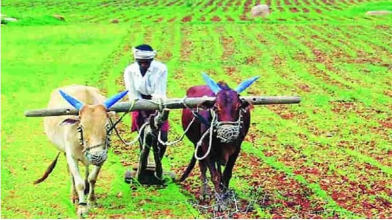 बडे राजकारणी + विमा कंपन्या = पीक विमा घोटाळा