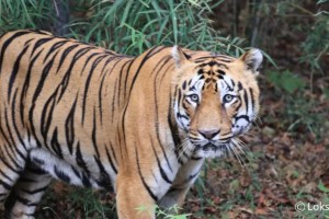 tigers missing tipeshwar wildlife sanctuary