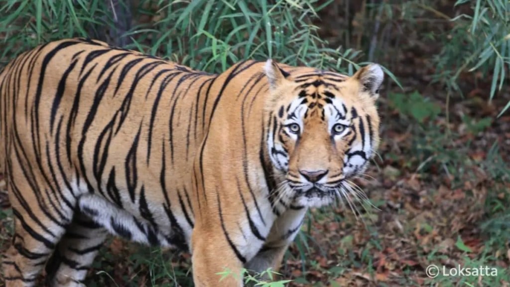 tigers missing tipeshwar wildlife sanctuary