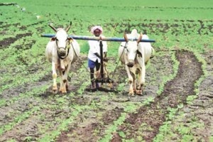 Vidarbha cotton tur soybean farmers