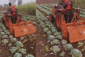 farmer cabbage farm destroyed