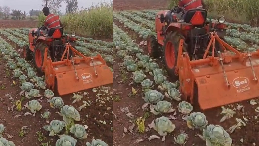 farmer cabbage farm destroyed