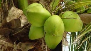 coconut prices increased loksatta news