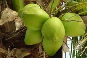 coconut prices increased loksatta news