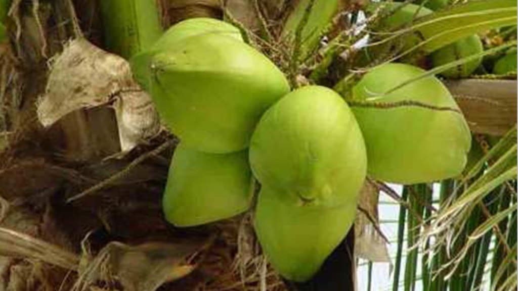 coconut prices increased loksatta news