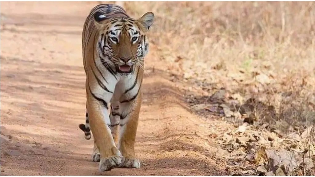 Maharashtra tiger deaths