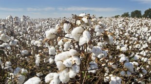 Cotton production, Cotton bales, textile industry,