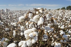 Cotton production, Cotton bales, textile industry,