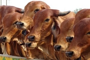 Animal Husbandry Commissionerate, Tagging ,