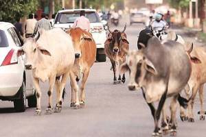 cows are being slaughtered in Uttar pradesh