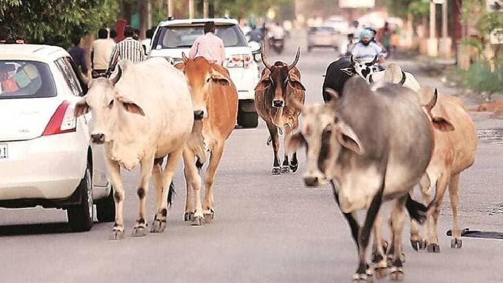 cows are being slaughtered in Uttar pradesh