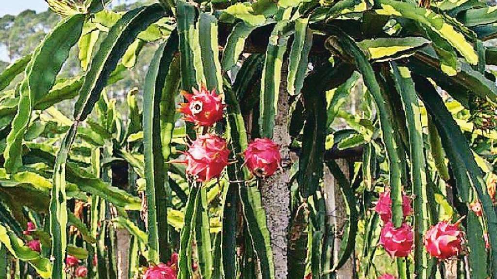 dragon farming in konkan maharashtra dragon fruit farming