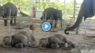 elephant and her baby viral video