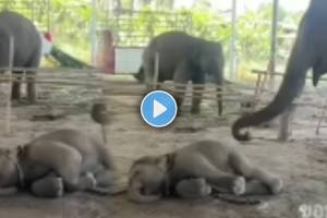 elephant and her baby viral video