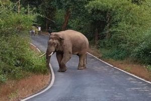 Forest department ignorance about elephant capture campaign in Sindhudurg district