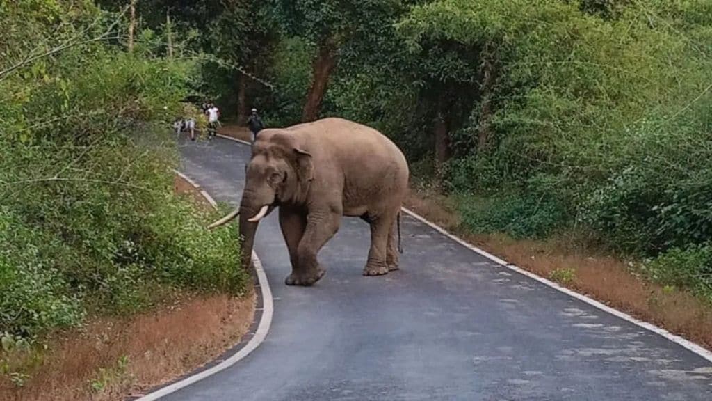 Forest department ignorance about elephant capture campaign in Sindhudurg district