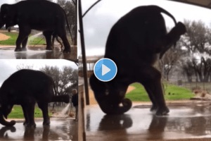 elephant doing a headstand video