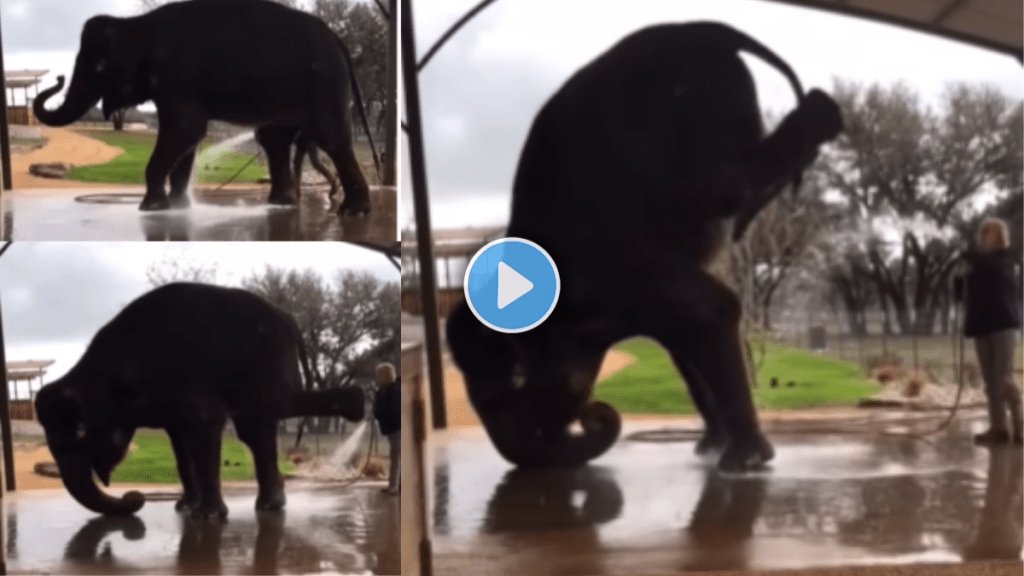 elephant doing a headstand video