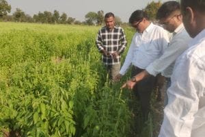 Farmers in Washim district are cultivating chia crop along with traditional crops