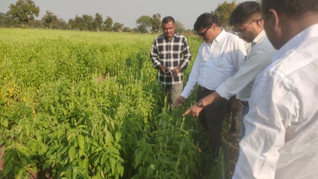 Farmers in Washim district are cultivating chia crop along with traditional crops