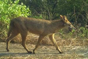 Wildlife scientists and animal researchers claim about the golden fox thane news