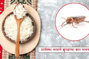 cockroaches how to get rid of cockroaches by using home remedy rice helps to remove cockroaches jugaad