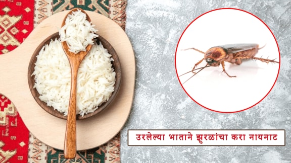 cockroaches how to get rid of cockroaches by using home remedy rice helps to remove cockroaches jugaad