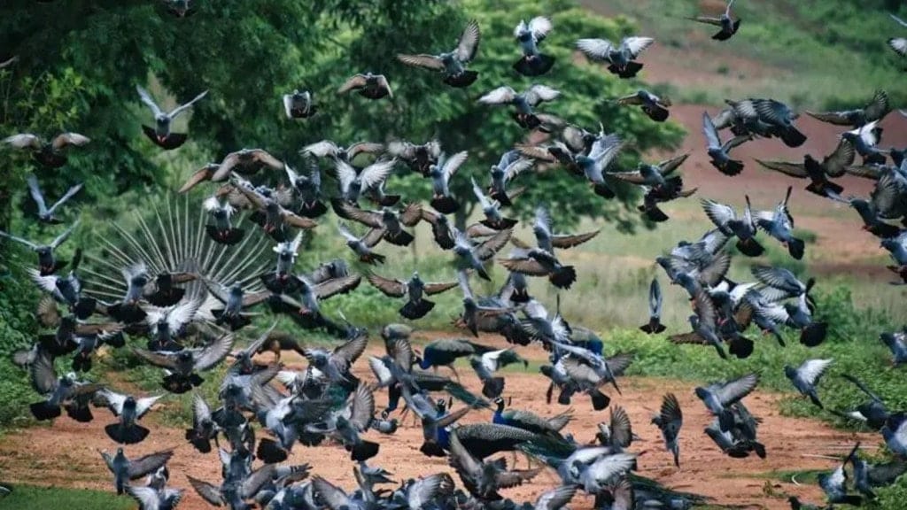 Pigeons are dangerous for health.