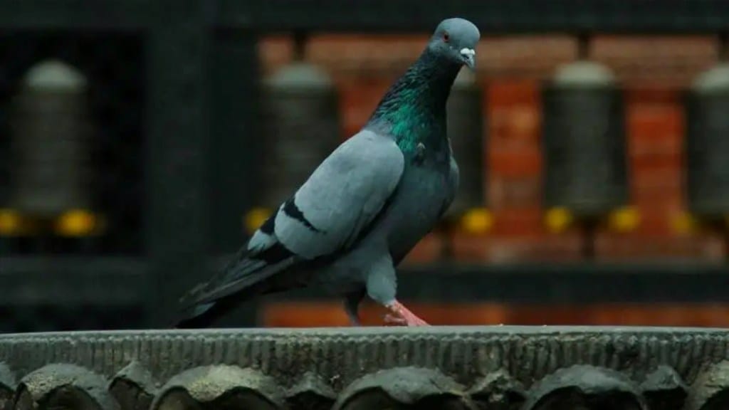 Pigeons are dangerous for health.