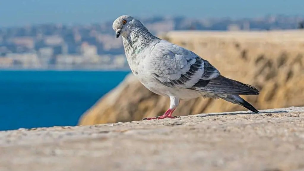 Pigeons are dangerous for health.