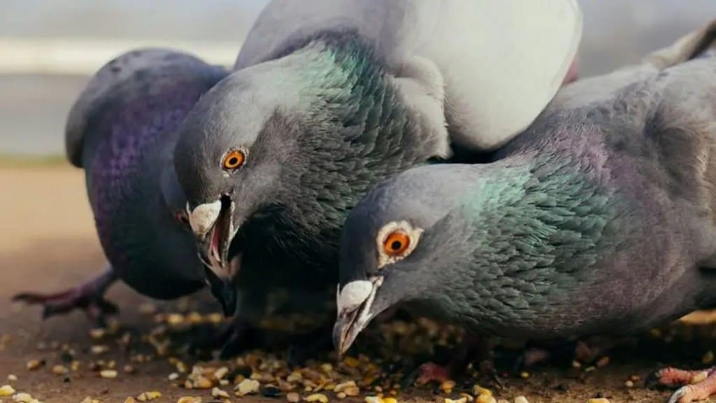 Pigeons are dangerous for health.