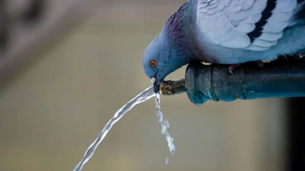 Pigeons are dangerous for health.