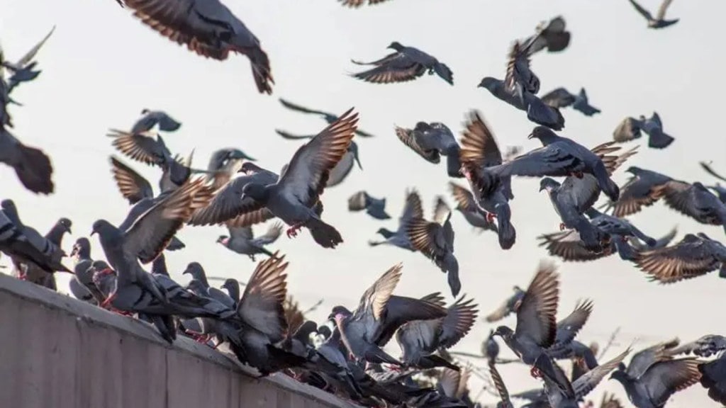 Pigeons are dangerous for health.