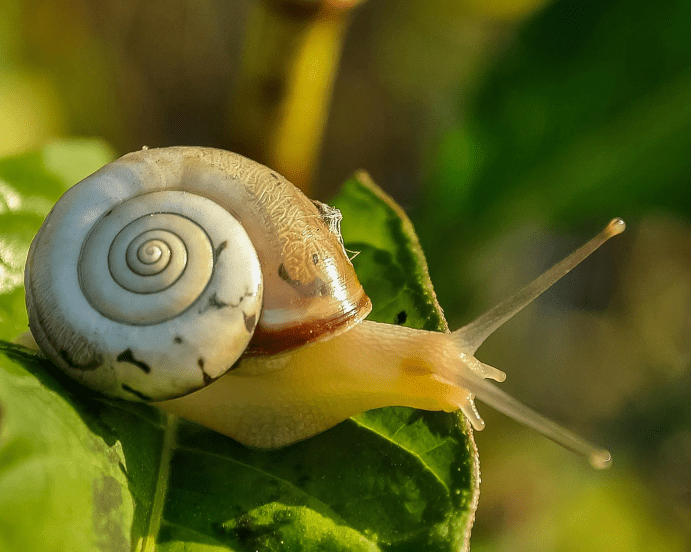 Garden snail